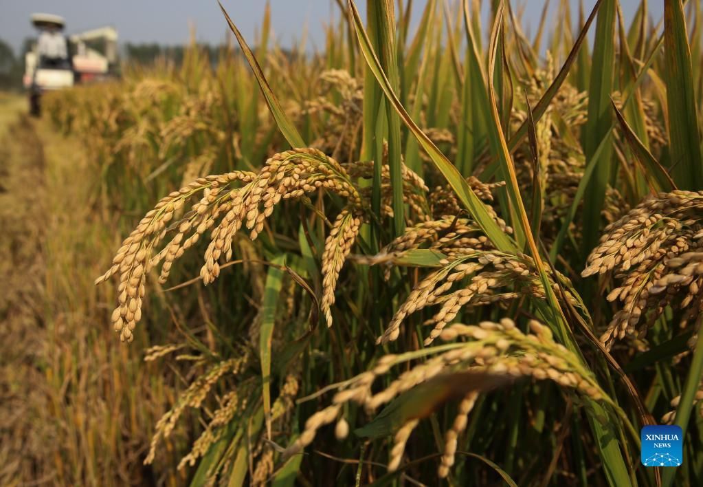 lion|China reaps bumper 2021 harvest with grain output up 2 pct