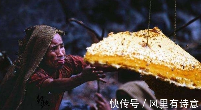 采蜜人|喜马拉雅悬崖上的采蜜人:百米高空拿命采蜜,每公斤蜂蜜卖2万元