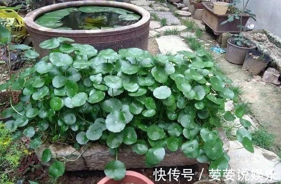 养护|周末回趟老家,捡了这些“老物件”养花,一瞬间高档、文艺