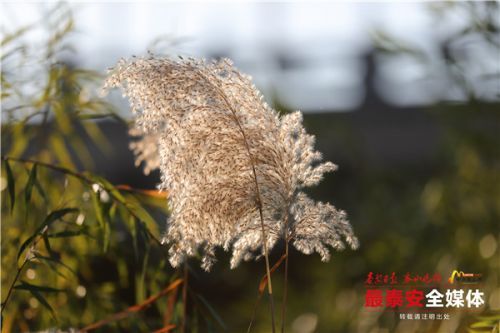 苍苍|蒹葭苍苍，芦花飞舞