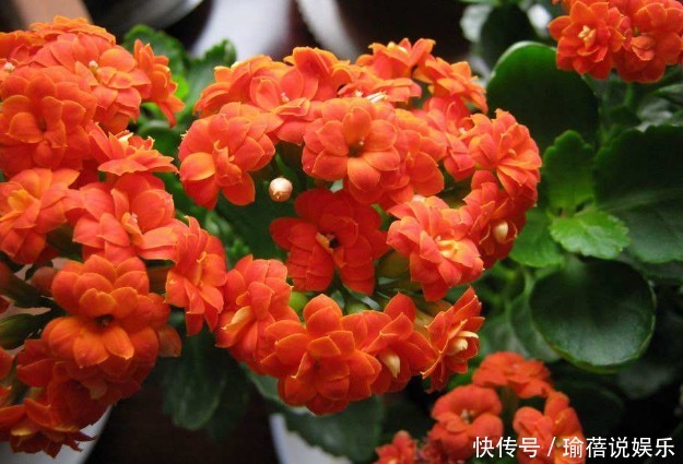 养长寿花时,避开2大“雷区”,植株越长越旺,花多叶茂轻松爆盆