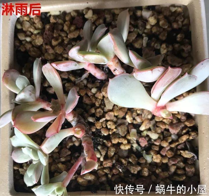 休眠|8种“漂亮花”，就怕暴雨天，淋雨就烂，赶紧搬到屋里去