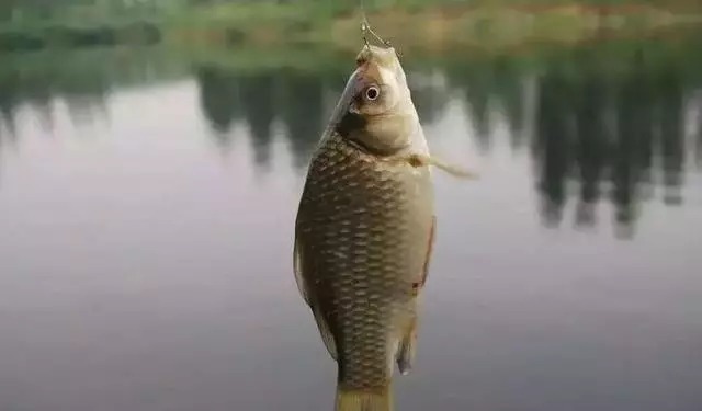 白纸黑字的爆护配方,秋季钓土鲫鱼不失手,老钓手的钓鱼秘笈