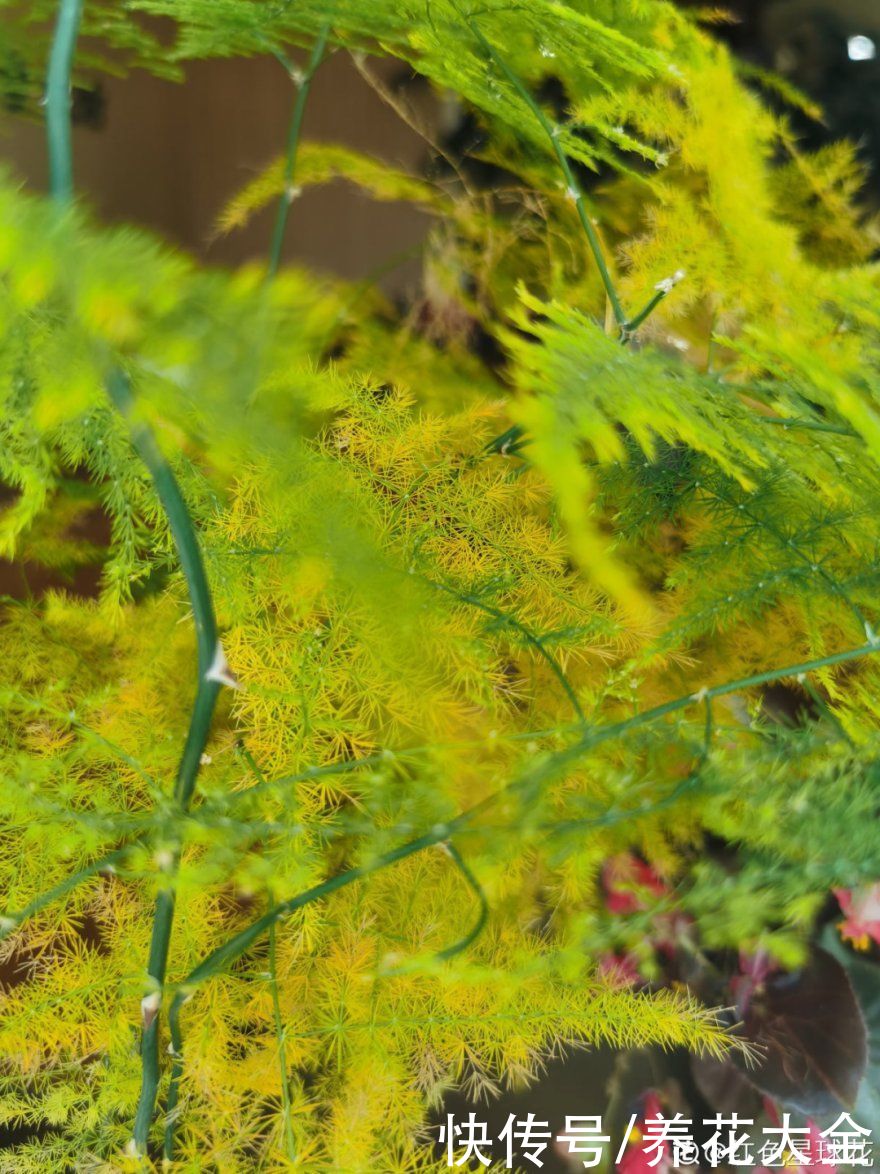 天热|养花换个方法,长得更旺,养花杀手必看