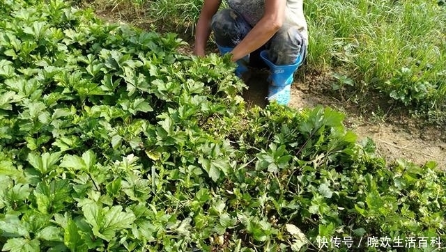 农村1种植物,顶部长有一串“珍珠”,很多人都忽视了,请珍惜