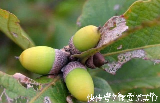 城里人|农村最好吃的5种野果，吃过4种的是农村人