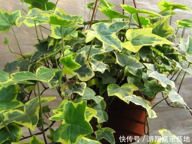 人体健康|国际生物多样性日,哪些植物对人体健康最好4种植物最吸有害物