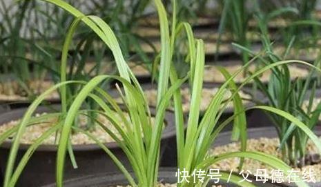 北方养兰花很困难,学会5点小妙招,叶翠绿长势好开花艳