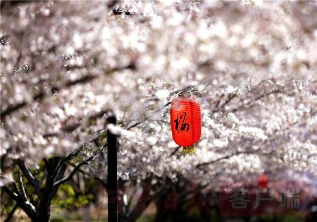 十里樱花开 粉染黄河岸