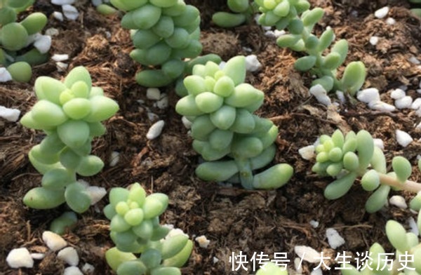 多肉玉缀又徒又绿该怎么办满足这些条件,盆栽马上变漂亮!