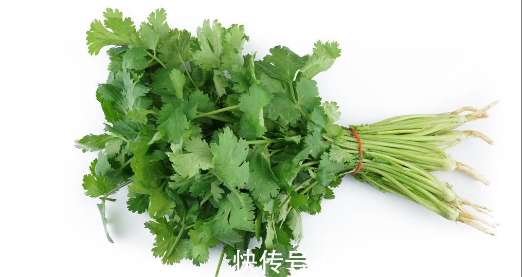 种植香菜出芽慢,出芽率低?多加一个步骤,香菜发芽快出苗齐