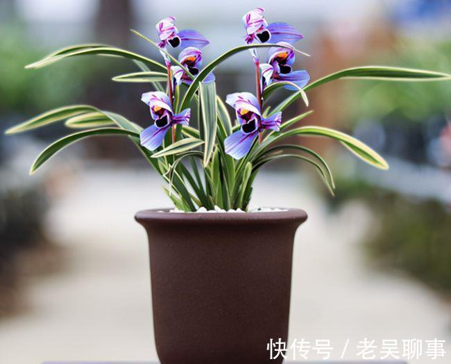 阳台有地方,一定要养盆四季兰“紫月荷”,花色罕见,兰香四溢