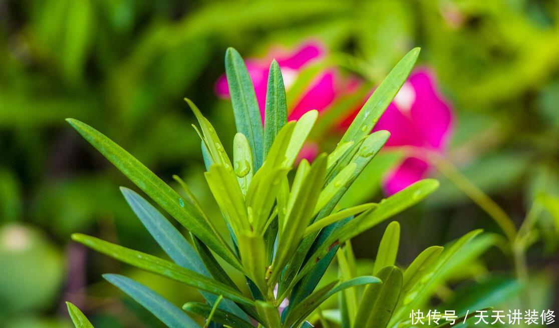 家中若有带院子的房子，建议栽种3种观赏树，小投入，大收获