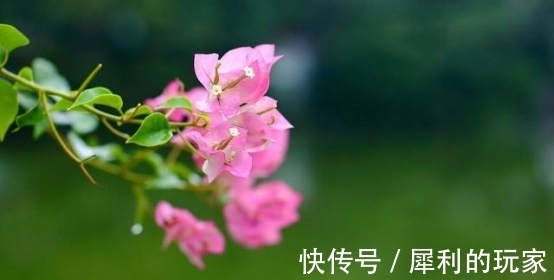 红豆|8月底，红豆花开，缘分将至，四季有你，旧情回暖，让爱情继续