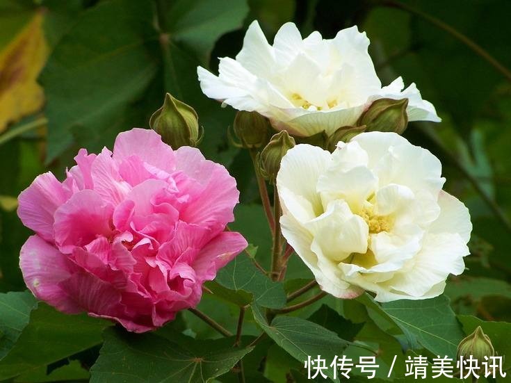 这花是一整座城的挚爱,现在正值花季,一朵就让人目眩神迷!