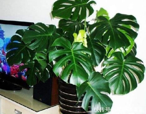 懂花人给客厅养三种花,20天浇水1次就行,对身体好还养人