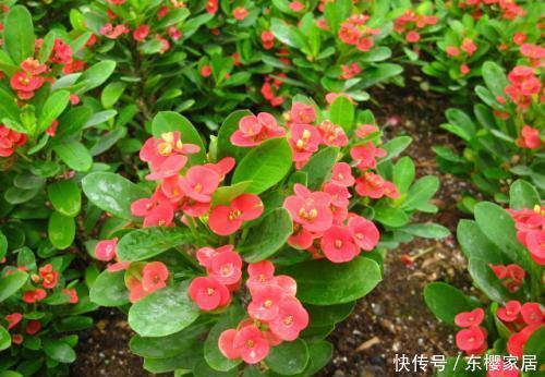 虎刺梅|4种花,再好看也别在家里养,对身体不好,后悔没早知道