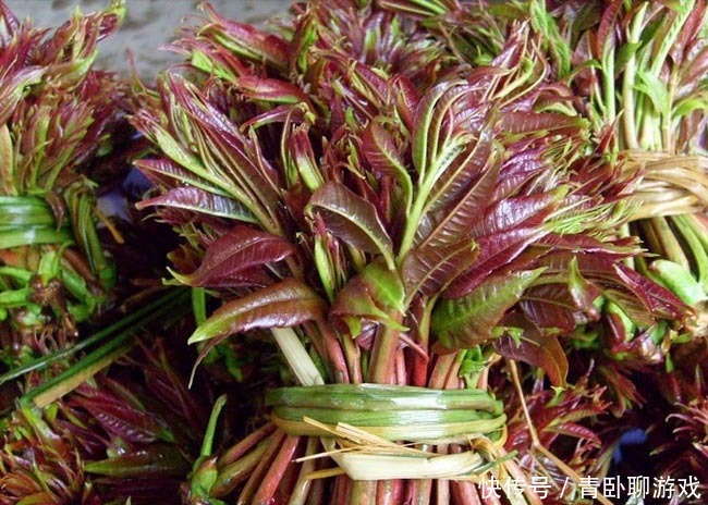 清明前后,無論貧富多吃 “樹上5寶”,季節性很強,錯過等明年