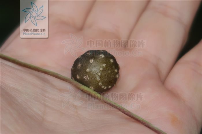 黄药子,见过吗解毒消肿,化痰散结用于甲状腺肿大,癌肿