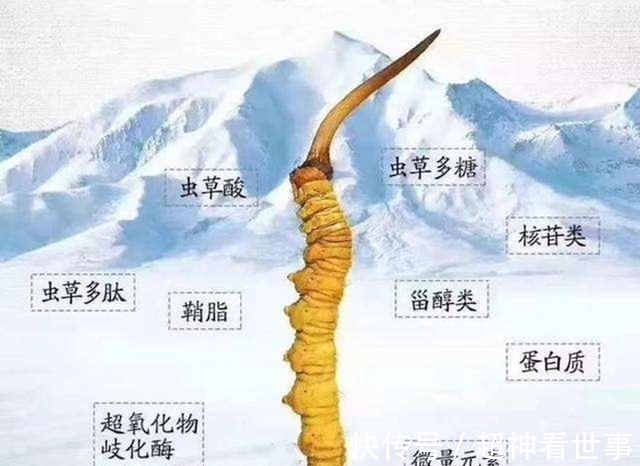 幼虫|被称为“神药”的冬虫夏草，如何走下了神坛？专家给出最好的解释