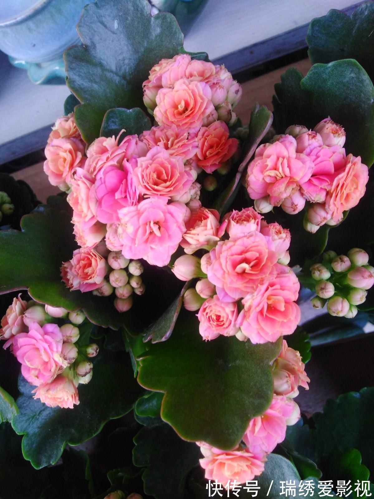 长寿花现在还不冒花苞，赶紧用个“狠招”，很快就开花爆盆