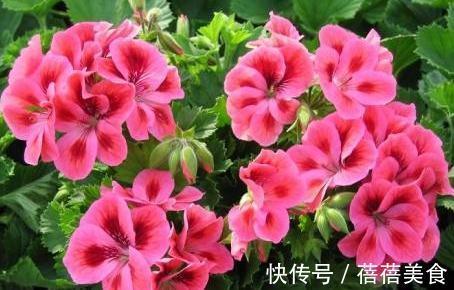 3种花最热销，拿回家摆窗台上，窗台变花园