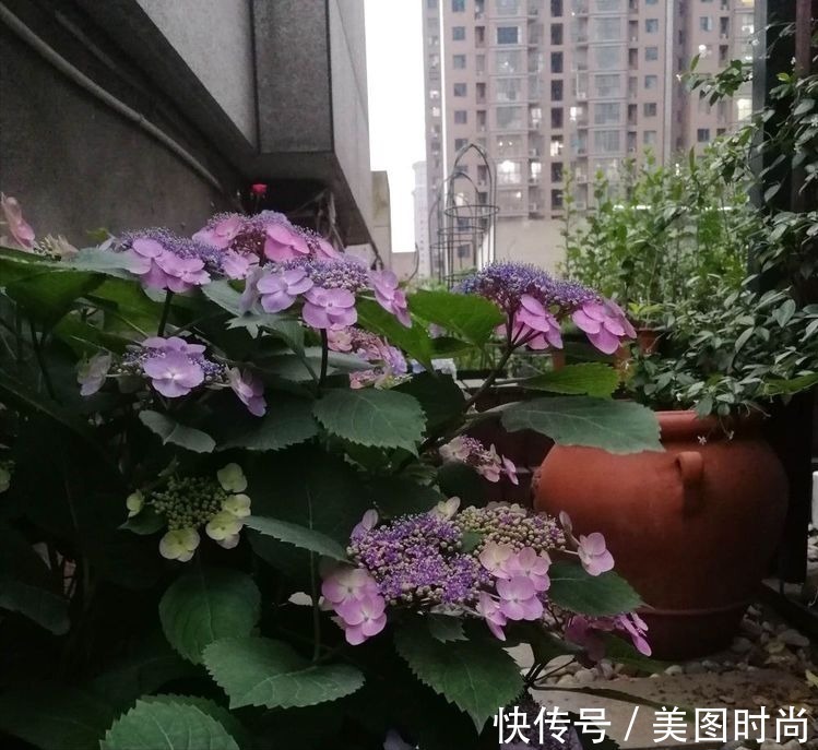 菜地|2年前买了个300㎡的露台,打造成屋顶花园,过上了田园生活