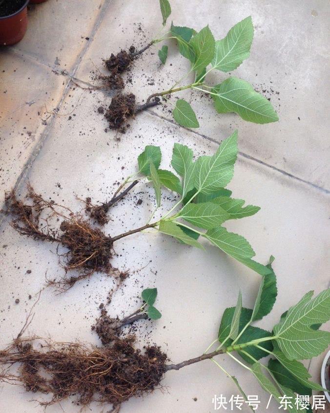 高压|扦插无花果,2种“技巧”,15天生根成活,果实累累,甜又糯