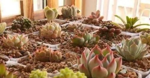 二九寒天，养多肉，想保命就得做到这“3多1少”