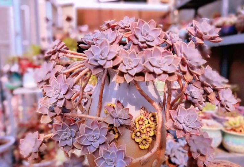 技巧|多肉不浇水就干瘪，一浇水就徒长？教你几个技巧，轻松养成肉胖子