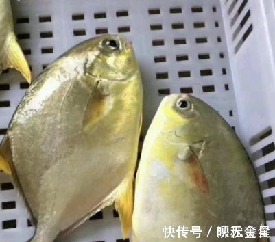 海鱼|市场上这4种鱼要多吃,含钙量高,目前无法人工干预,都是野生鱼!