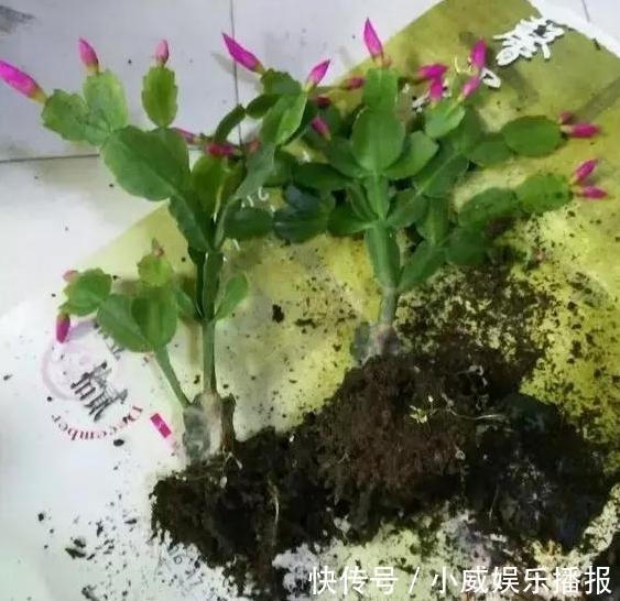 秋初盆栽蟹爪兰,怎么换盆土好遵循4步要求,茎叶花开成簇