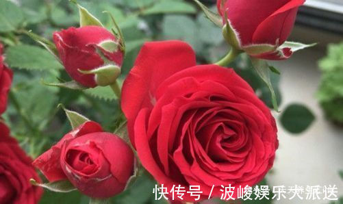 玫瑰|“高端玫瑰”永远的莫斯科，色泽鲜艳，艳压群芳，喜欢玫瑰就试试