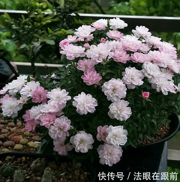 阳台上|1种“超微”月季，1个杯子养出来，植株虽小开花多，好养好看