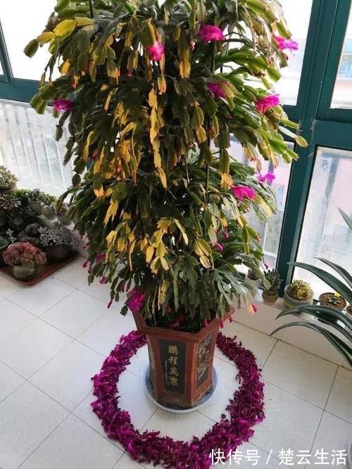 蟹爪兰不开花，盆里扔个“蛋”，变成“钢锯叶”，花开满枝头！