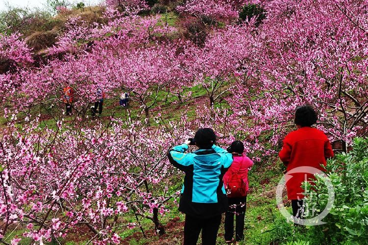 三峡百里花海长廊 醉迷游客留恋忘返