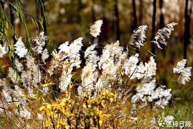 暖阳、湿地、芦苇荡……，恍然一幅画境