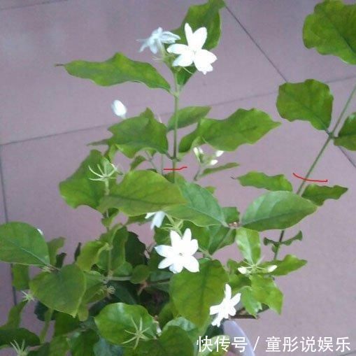 家里种茉莉花,开完了像我这样修剪一下,花期很快就能再开爆啦