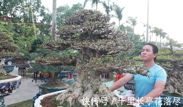 男子出售家中几代人培育的盆景树，要价153万希望找到好买家