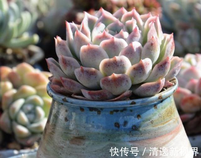 夏季|夏季,多肉植物进入“休眠期”,3个养护要点学好,叶片变肥厚!