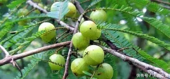 藏在身边的“止咳王”就是它,做法简单,止咳润肺,冬天不咳嗽