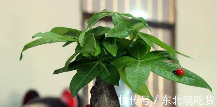 常见5种室内花，漂亮又好养，花语很吉利，你更喜欢哪一种呢