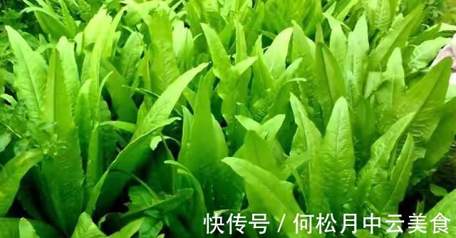 江南人|60种常见野菜,高清大图,收集全了真不容易!