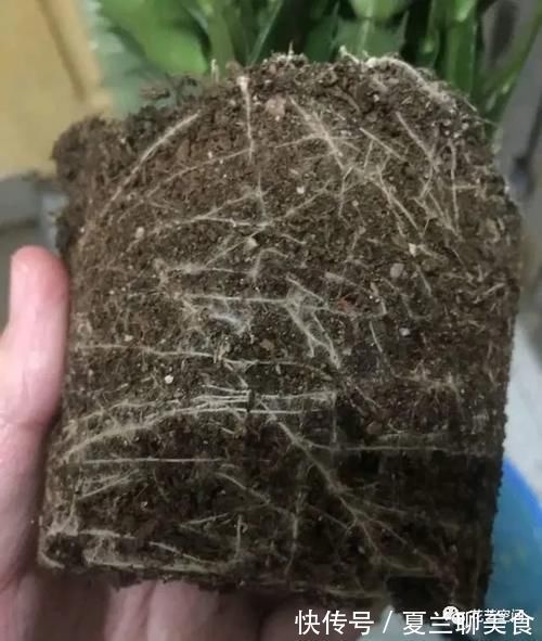 蟹爪兰的叶片突然变红,可不是好事,赶紧这么做,还会有花赏!