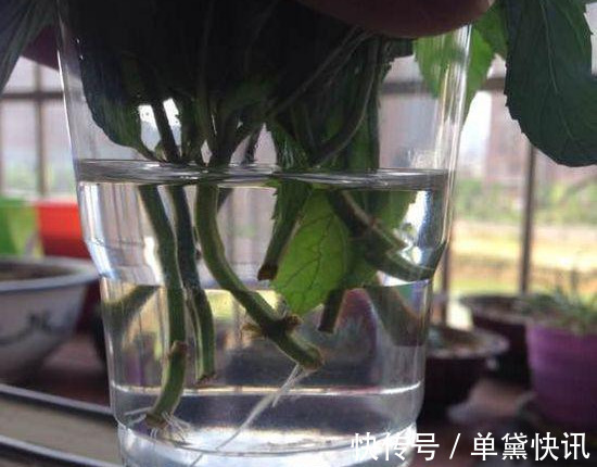 这5种花随便掐个枝就活,新手懒人花友千万别错过!