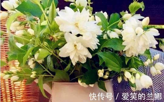 养花|这三种花不仅好看,而且有助于睡眠。需要失眠的人,赶紧养一盆!