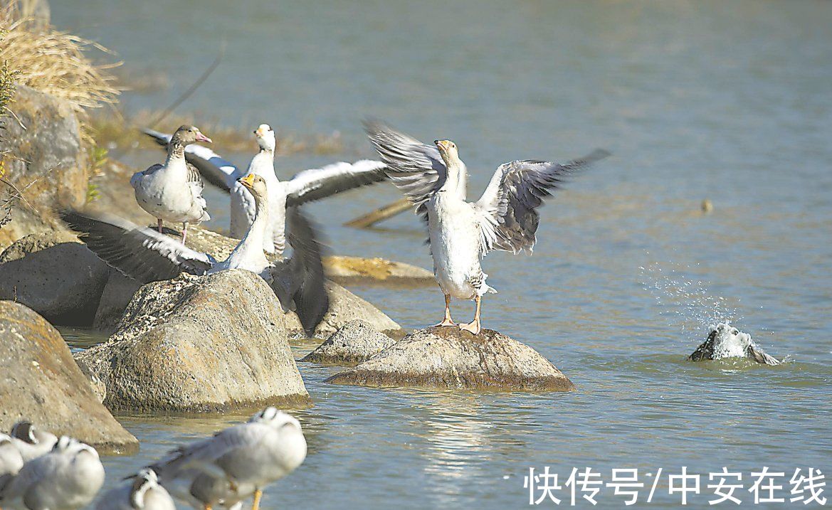 浪花|浪花里飞出欢乐的歌