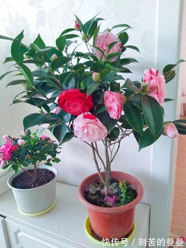 这些九月容易“饿”的花,多晒太阳,施对肥,开出碗大的花