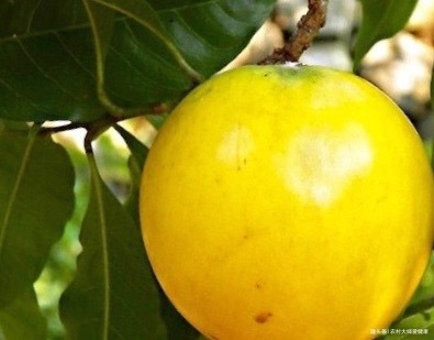 子宫|大自然的“补血果”找到了，女性多食，消毒子宫，防止妇科病