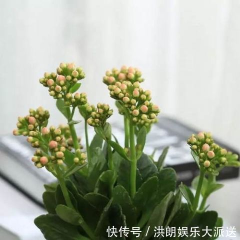 这几盆号称“浇不死”盆栽,吸收甲醛空化空气,聪明人都在养!